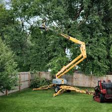 How Our Tree Care Process Works  in  Woodlands, CA